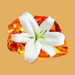 Candle Shack BV What's New Lis D'Ambre Fragrance Oil