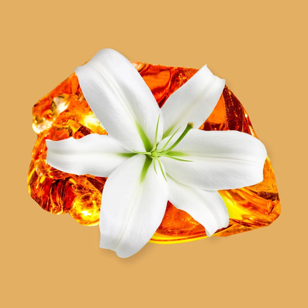 Candle Shack BV What's New Lis D'Ambre Fragrance Oil 1 Candle Shack BV What's New Lis D'Ambre Fragrance Oil