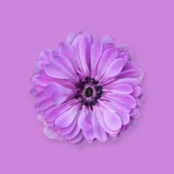 Candle Shack What's New Black Iris & Musk Fragrance Oil