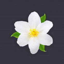 Candle Shack Black Jasmine Fragrance Oil