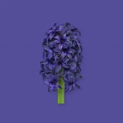 Candle Shack What's New Bluebell Fragrance Oil