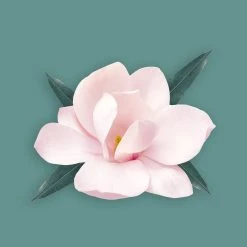 Candle Shack Bois Fragrance Oil What's New