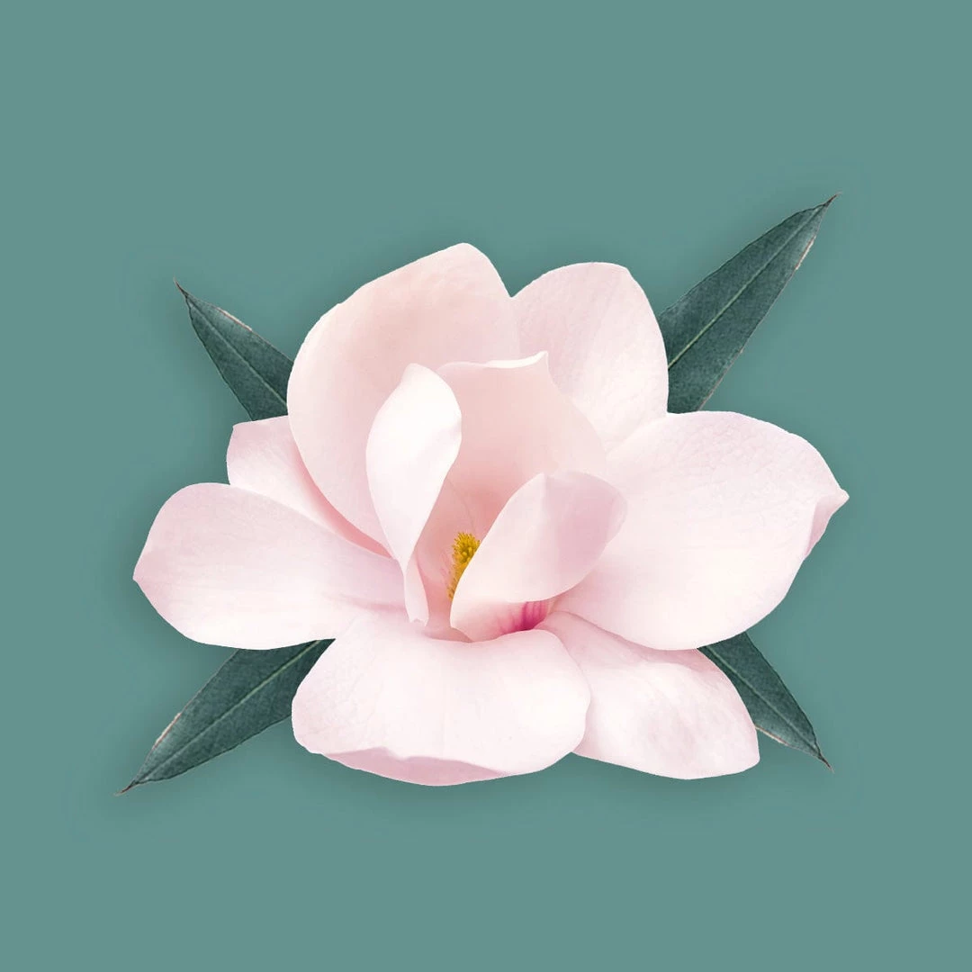 Candle Shack Bois Fragrance Oil What's New 1 Candle Shack Bois Fragrance Oil What's New