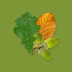 Candle Shack Cuban Tobacco & Oak Fragrance Oil What's New