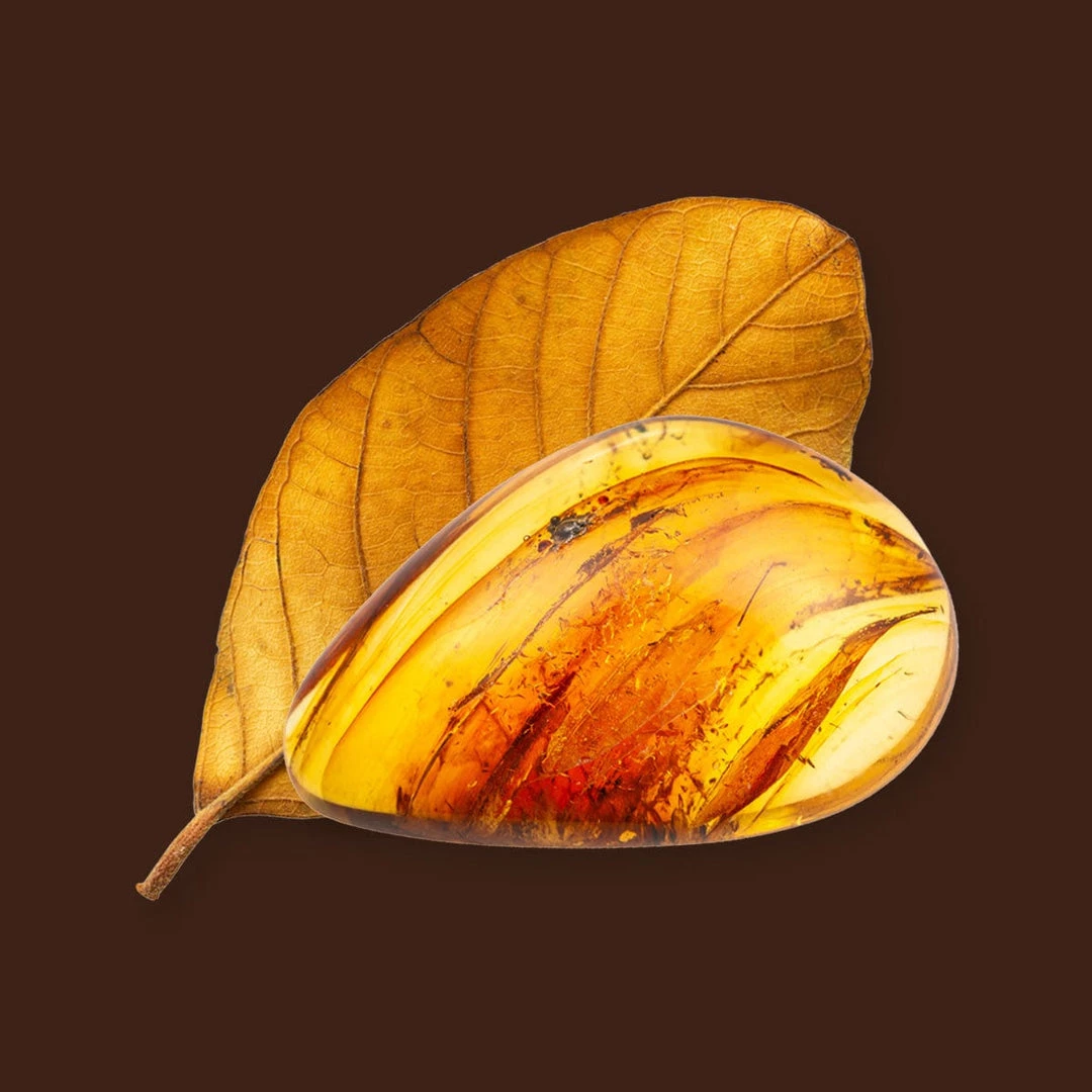 Candle Shack What's New Dark Honey & Tobacco Fragrance Oil 1 Candle Shack What's New Dark Honey & Tobacco Fragrance Oil