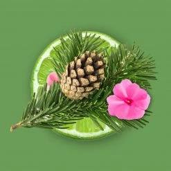 Candle Shack What's New Enchanted Forest Fragrance Oil