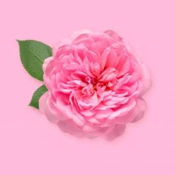 Candle Shack What's New English Rose Fragrance Oil