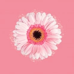 Candle Shack Fairy Dust Fragrance Oil What's New