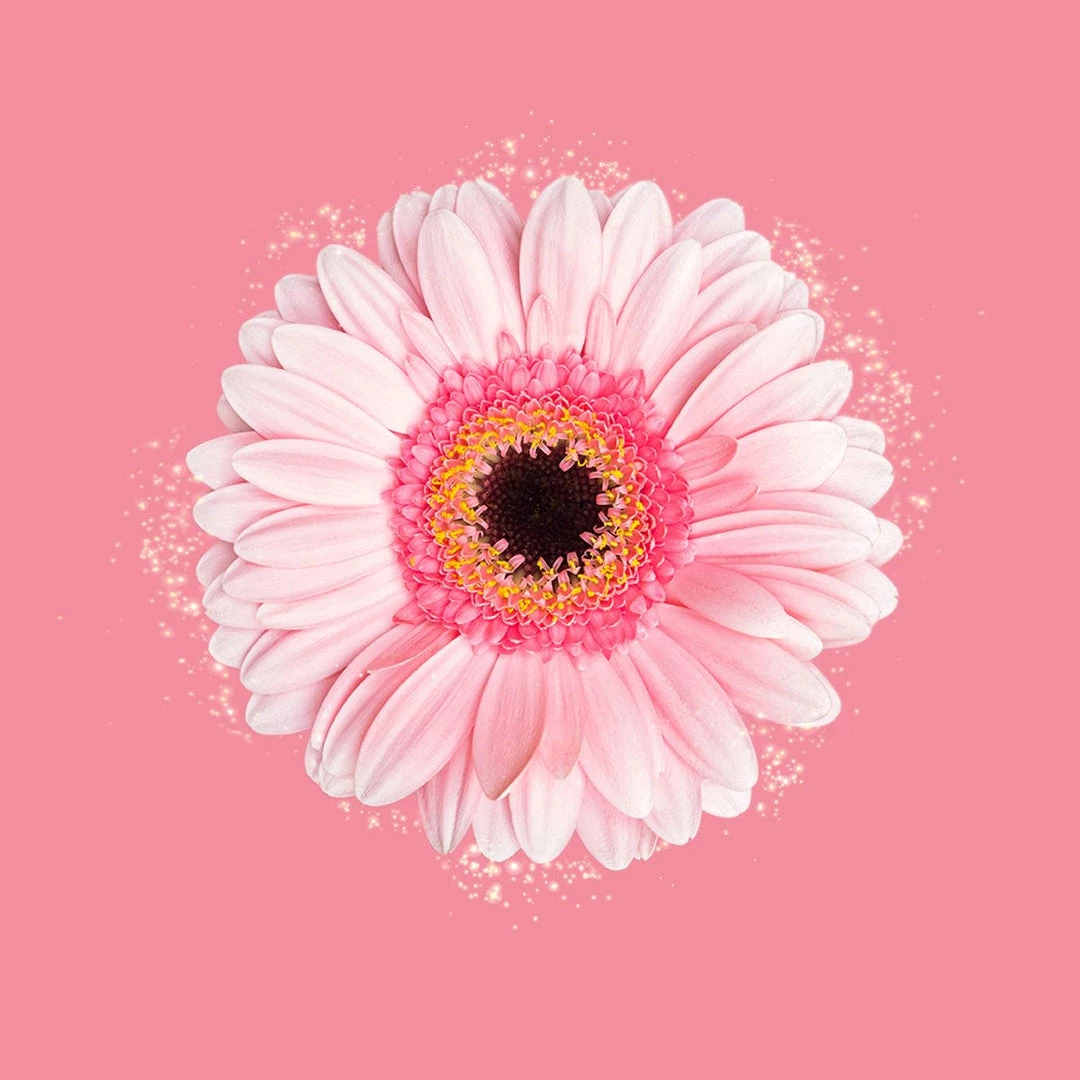 Candle Shack Fairy Dust Fragrance Oil What's New 1 Candle Shack Fairy Dust Fragrance Oil What's New