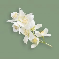 Candle Shack Himalayan Cedar & Jasmine Fragrance Oil What's New