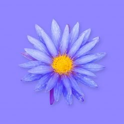 Candle Shack Jade Orchid & Lotus Blossom Fragrance Oil