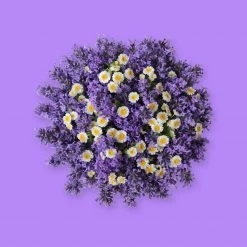 Candle Shack Lavender, Chamomile & Vanilla Fragrance Oil What's New