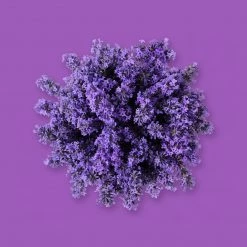 Candle Shack What's New Lavender Spa Fragrance Oil