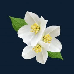 Candle Shack Night Blooming Jasmine Fragrance Oil