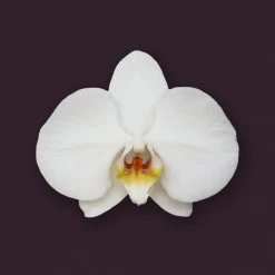Candle Shack What's New Orchid Noir Fragrance Oil