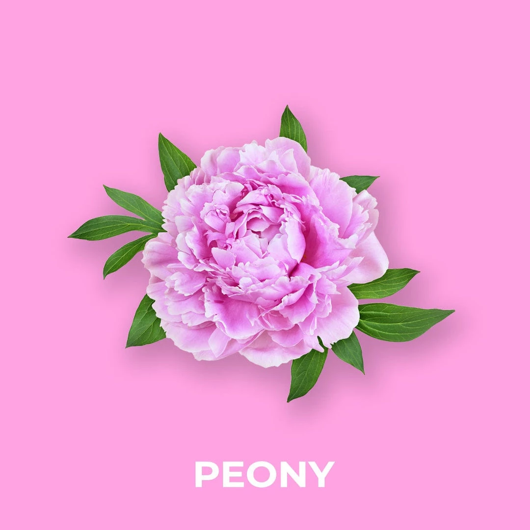 Candle Shack Peony Fragrance Oil 1 Candle Shack Peony Fragrance Oil