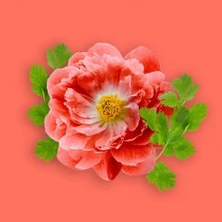 Candle Shack Pure Eden Fragrance Oil