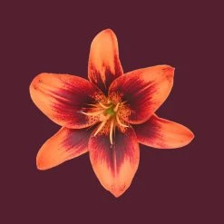 Candle Shack What's New Tiger Lily Rain Fragrance Oil