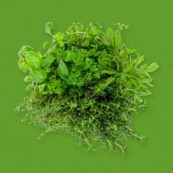 Candle Shack What's New Tuscan Herbs Fragrance Oil