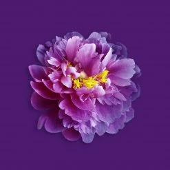 Candle Shack What's New Velvet Peony & Oud Fragrance Oil