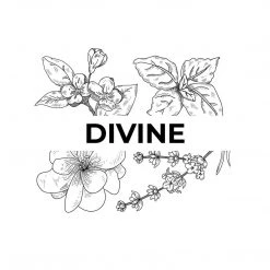 Candle Shack What's New Divine